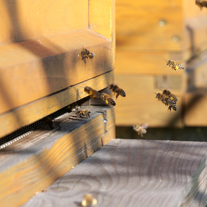 Bienen im Flug
