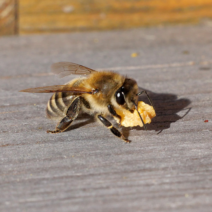 Biene am Pollen
