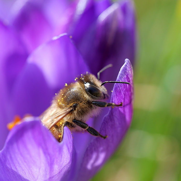 Biene im Krokus