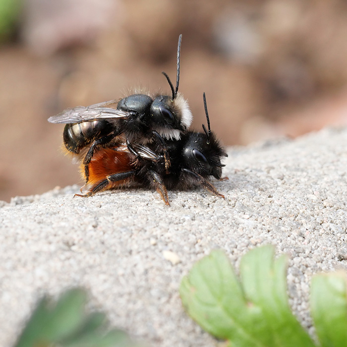 Wildbienen beim Paaren