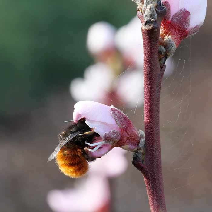Wildbiene an Pfirsichblüte