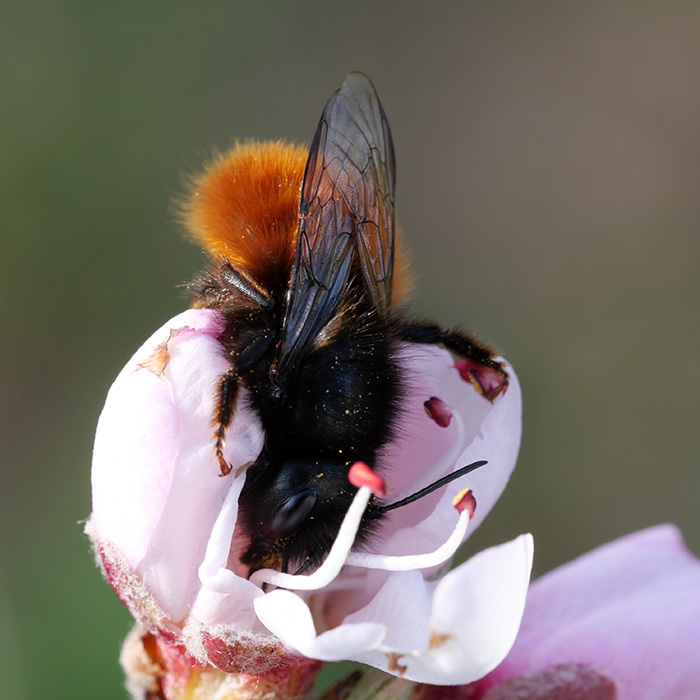Wildbiene an Pfirsichblüte