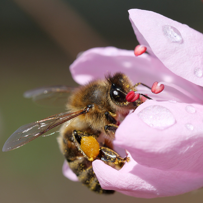 Biene an Pfirsichblüte