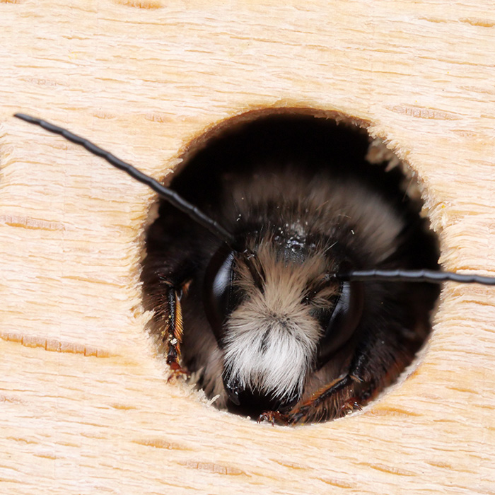 Wildbiene im Bienenhotel
