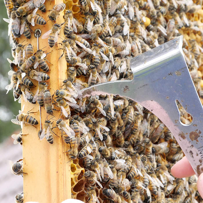 Bienenwabe