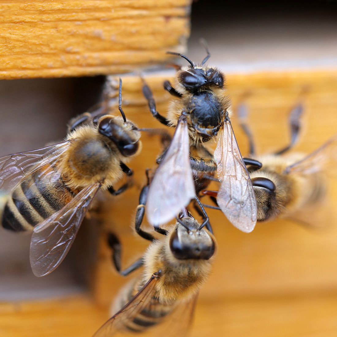 Bienen