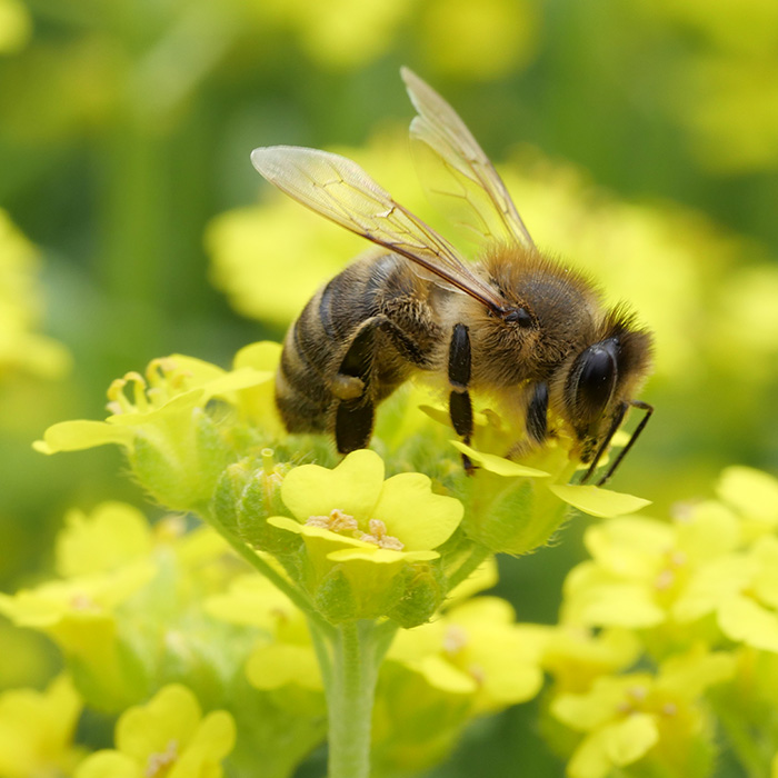 Biene auf Blüte