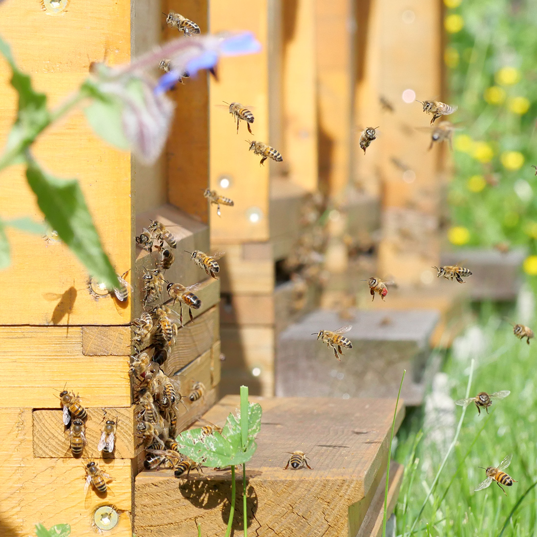 Bienen am Anflug