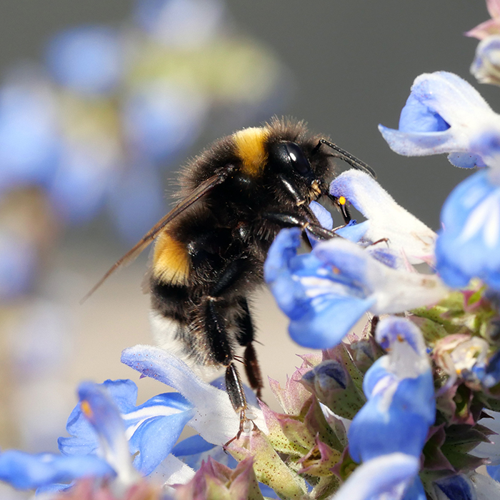 Hummel