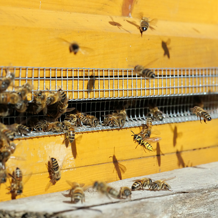 Bienen