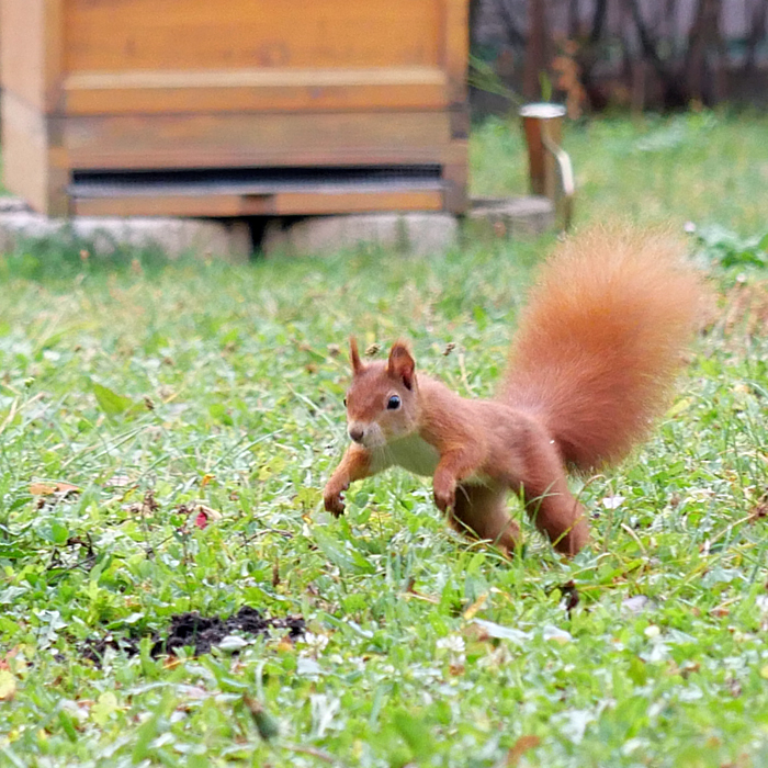 Eichhörnchen