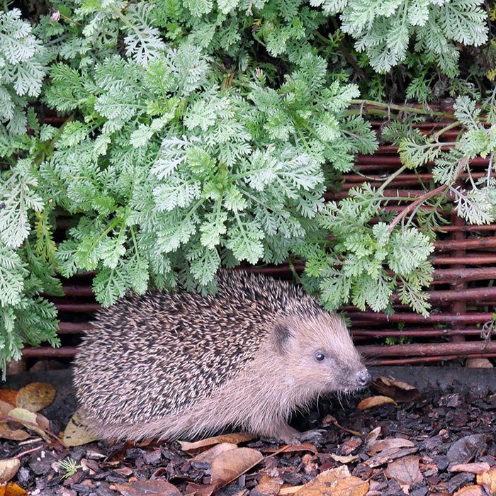 Igel